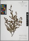 Foto von Salix atrocinerea Brot.